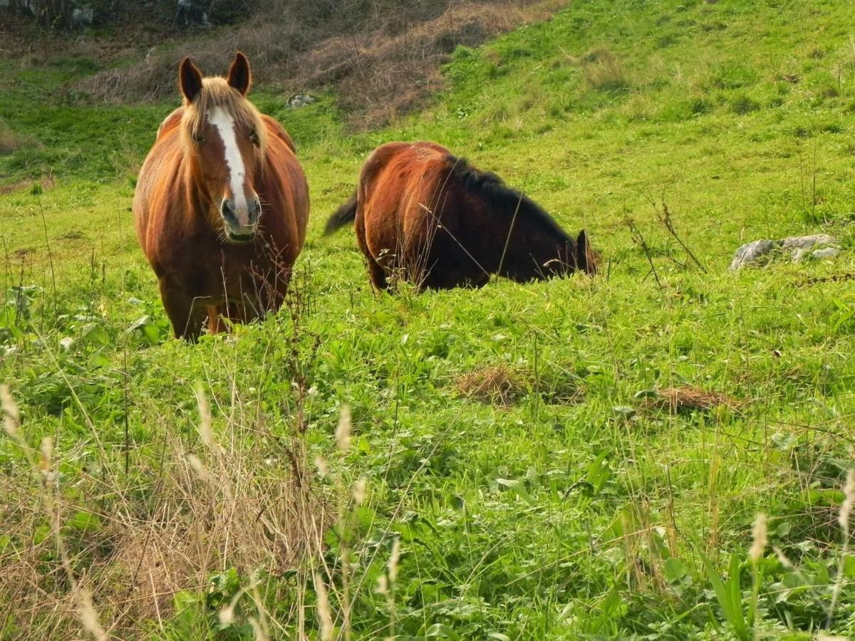 Apartamentos Rurales Vallanu Rodeados De Naturaleza En Llanes Y A 3 Kilometros De Las Playas エクステリア 写真